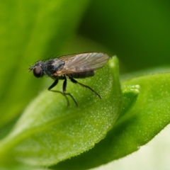 Unidentified True fly (Diptera) at Downer, ACT - 4 Apr 2023 by RobertD