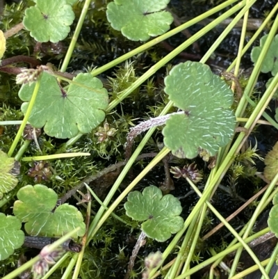 Hydrocotyle algida (Mountain Pennywort) at Tennent, ACT - 31 Mar 2023 by JaneR
