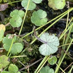 Hydrocotyle algida at Tennent, ACT - 31 Mar 2023