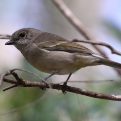 Pachycephala pectoralis (Golden Whistler) at Tidbinbilla Nature Reserve - 3 Apr 2023 by RodDeb