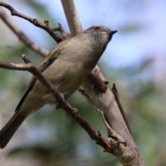 Pachycephala pectoralis at Paddys River, ACT - 3 Apr 2023