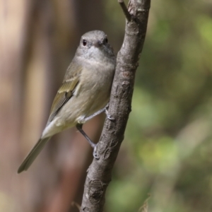 Pachycephala pectoralis at Paddys River, ACT - 3 Apr 2023