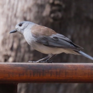 Colluricincla harmonica at Paddys River, ACT - 3 Apr 2023