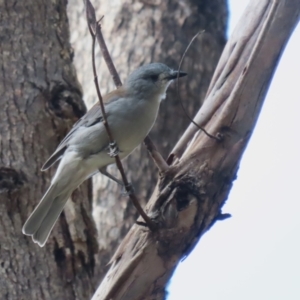 Colluricincla harmonica at Paddys River, ACT - 3 Apr 2023 12:58 PM