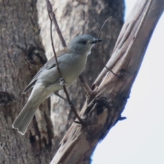 Colluricincla harmonica at Paddys River, ACT - 3 Apr 2023