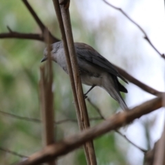 Colluricincla harmonica at Paddys River, ACT - 3 Apr 2023