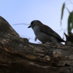 Colluricincla harmonica at Paddys River, ACT - 3 Apr 2023 12:58 PM