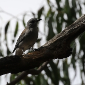 Colluricincla harmonica at Paddys River, ACT - 3 Apr 2023 12:58 PM