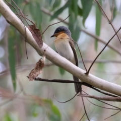 Myiagra rubecula (Leaden Flycatcher) at Tidbinbilla Nature Reserve - 3 Apr 2023 by RodDeb