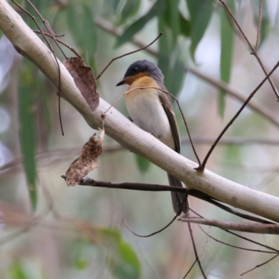 Myiagra rubecula (Leaden Flycatcher) at Paddys River, ACT - 3 Apr 2023 by RodDeb