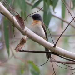 Myiagra rubecula at Paddys River, ACT - 3 Apr 2023 02:16 PM