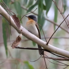 Myiagra rubecula at Paddys River, ACT - 3 Apr 2023 02:16 PM