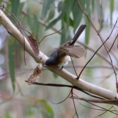 Myiagra rubecula at Paddys River, ACT - 3 Apr 2023