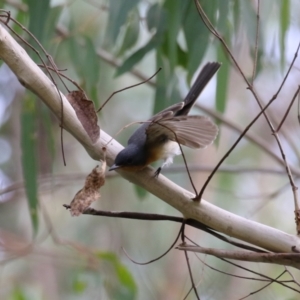 Myiagra rubecula at Paddys River, ACT - 3 Apr 2023 02:16 PM