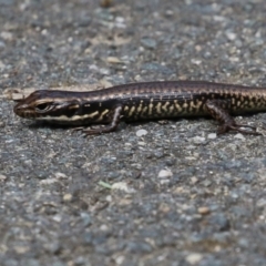 Eulamprus heatwolei (Yellow-bellied Water Skink) at Tidbinbilla Nature Reserve - 3 Apr 2023 by RodDeb