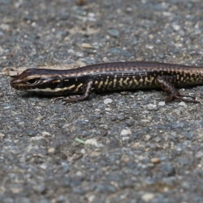 Eulamprus heatwolei (Yellow-bellied Water Skink) at Paddys River, ACT - 3 Apr 2023 by RodDeb