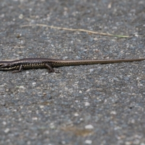 Eulamprus heatwolei at Paddys River, ACT - 3 Apr 2023