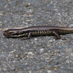 Eulamprus heatwolei at Paddys River, ACT - 3 Apr 2023