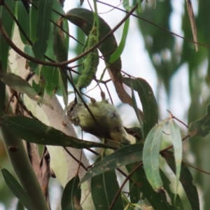 Acanthiza lineata at Paddys River, ACT - 3 Apr 2023