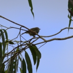 Acanthiza lineata at Paddys River, ACT - 3 Apr 2023