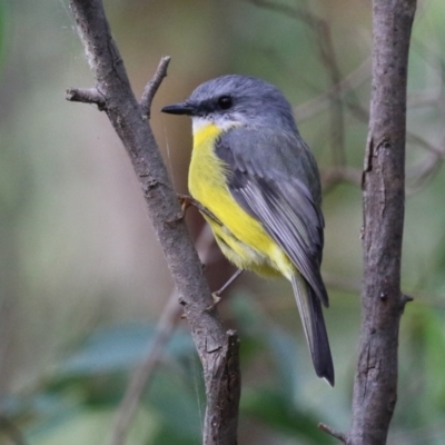 Eopsaltria australis (Eastern Yellow Robin) at Tidbinbilla Nature Reserve - 3 Apr 2023 by RodDeb