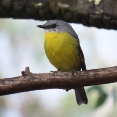 Eopsaltria australis at Paddys River, ACT - 3 Apr 2023