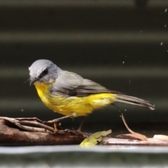 Eopsaltria australis at Paddys River, ACT - 3 Apr 2023