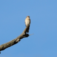 Falco cenchroides (Nankeen Kestrel) at Paddys River, ACT - 3 Apr 2023 by RodDeb