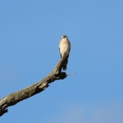 Falco cenchroides at Paddys River, ACT - 3 Apr 2023
