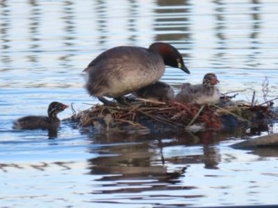 Tachybaptus novaehollandiae (Australasian Grebe) at Symonston, ACT - 11 Mar 2023 by RodDeb