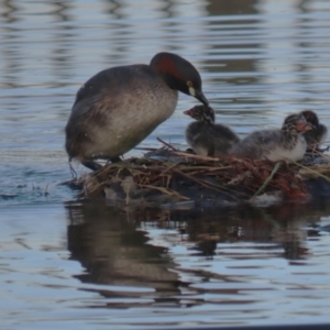 Tachybaptus novaehollandiae at Symonston, ACT - 11 Mar 2023