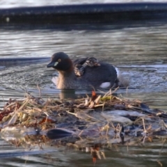 Tachybaptus novaehollandiae at Symonston, ACT - 11 Mar 2023