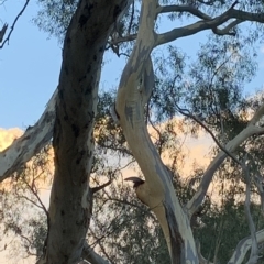 Callocephalon fimbriatum (Gang-gang Cockatoo) at Mawson, ACT - 4 Apr 2023 by JT1997