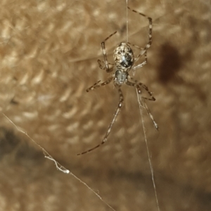 Cryptachaea gigantipes at Booth, ACT - 4 Apr 2023