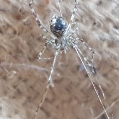 Cryptachaea gigantipes at Booth, ACT - 4 Apr 2023