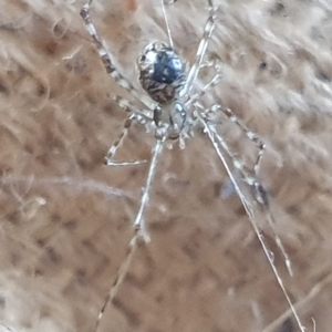 Cryptachaea gigantipes at Booth, ACT - 4 Apr 2023 07:42 AM