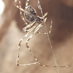 Cryptachaea gigantipes at Booth, ACT - 4 Apr 2023