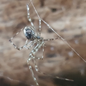 Cryptachaea gigantipes at Booth, ACT - 4 Apr 2023