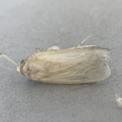 Noctuidae (family) (A cutworm or owlet moth) at Canberra, ACT - 4 Apr 2023 by Hejor1
