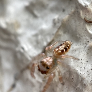 Opisthoncus sexmaculatus at Canberra, ACT - 4 Apr 2023