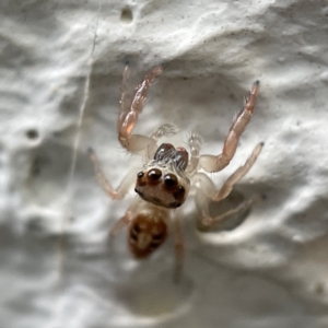 Opisthoncus sexmaculatus at Canberra, ACT - 4 Apr 2023