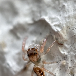 Opisthoncus sexmaculatus at Canberra, ACT - 4 Apr 2023