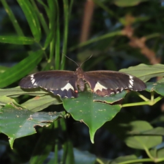 Papilio aegeus (Orchard Swallowtail, Large Citrus Butterfly) at Fitzroy Island, QLD - 31 Mar 2023 by MatthewFrawley