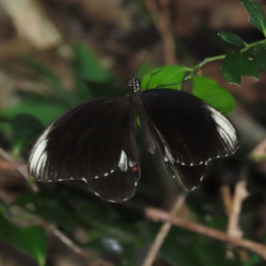 Papilio ambrax at Fitzroy Island, QLD - 31 Mar 2023 08:07 AM