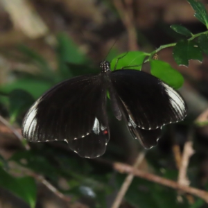 Papilio ambrax at Fitzroy Island, QLD - 31 Mar 2023