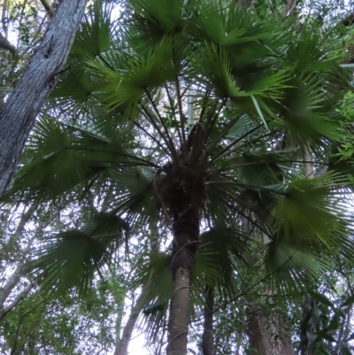 Livistona muelleri at Fitzroy Island, QLD - 31 Mar 2023 by MatthewFrawley