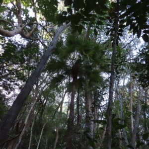 Livistona muelleri at Fitzroy Island, QLD - 31 Mar 2023 08:12 AM