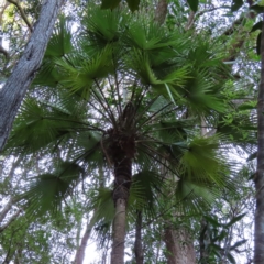 Livistona muelleri at Fitzroy Island, QLD - 31 Mar 2023