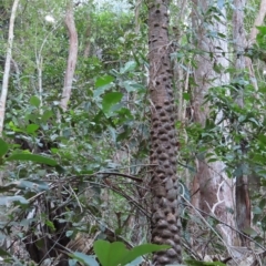 Livistona muelleri at Fitzroy Island, QLD - 31 Mar 2023 08:12 AM