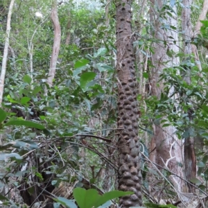 Livistona muelleri at Fitzroy Island, QLD - 31 Mar 2023